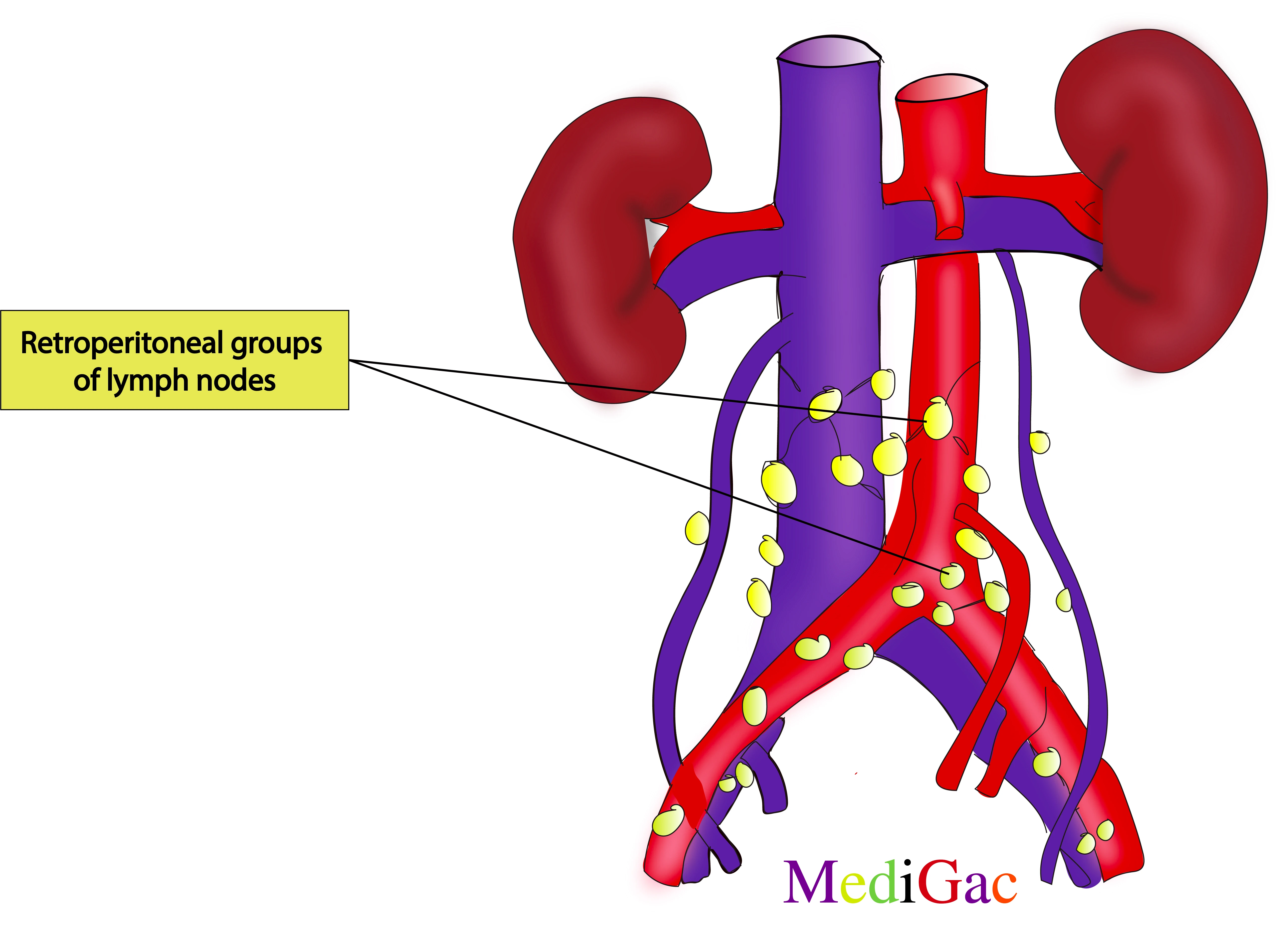 Retroperitoneal lymph nodes